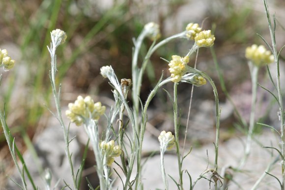 Helichrysum stoechas L. Astetaceae-Immortelle