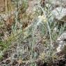 Helichrysum stoechas L. Astetaceae-Immortelle