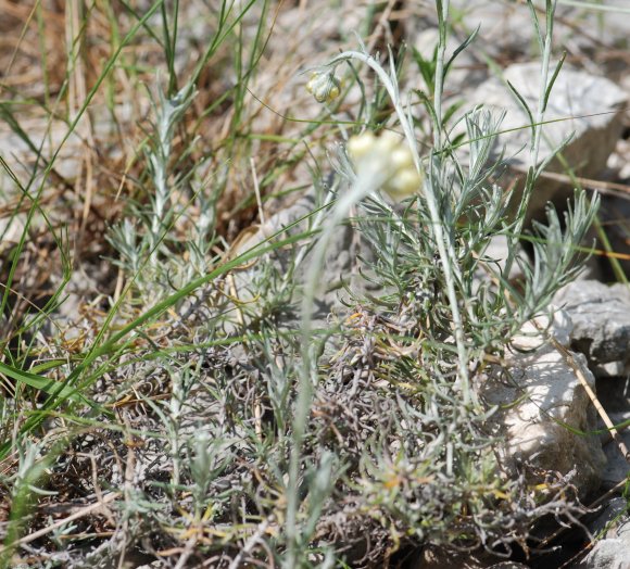 Helichrysum stoechas L. Astetaceae-Immortelle