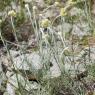 Helichrysum stoechas L. Astetaceae-Immortelle