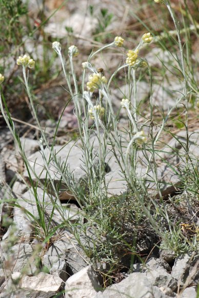 Helichrysum stoechas L. Astetaceae-Immortelle