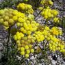 Helichrysum stoechas L. Astetaceae-Immortelle