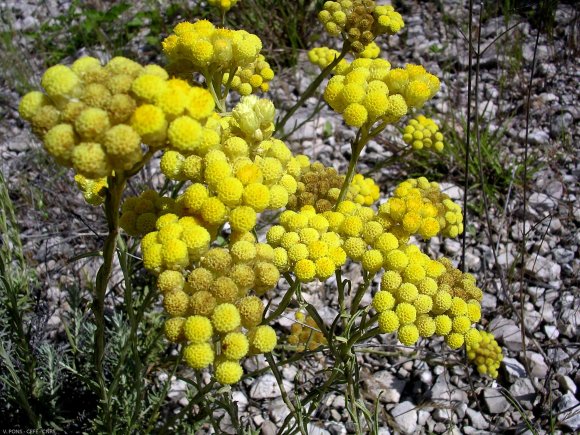 Helichrysum stoechas L. Astetaceae-Immortelle