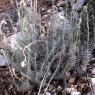 Helichrysum stoechas L. Astetaceae-Immortelle