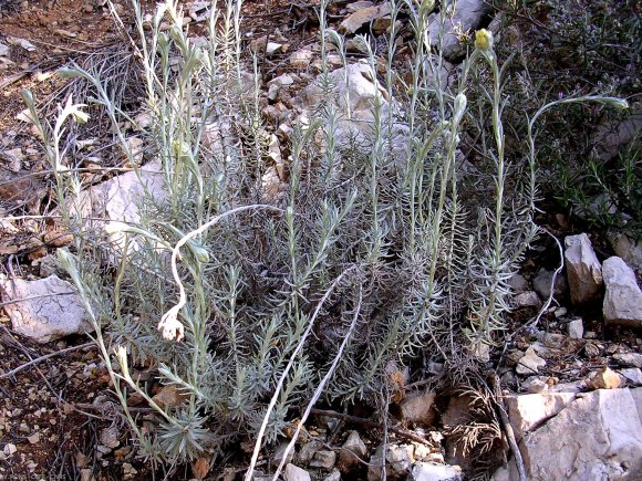 Helichrysum stoechas L. Astetaceae-Immortelle