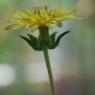 Helminthotheca echioides (L.) HolubAsteraceae - Picris fausse vi