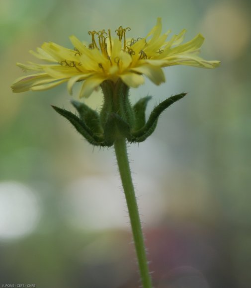 Helminthotheca echioides (L.) HolubAsteraceae - Picris fausse vi