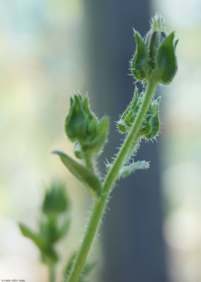 Helminthotheca echioides (L.) HolubAsteraceae - Picris fausse vi