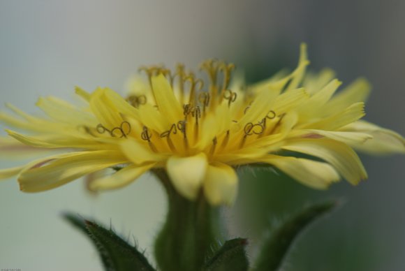 Helminthotheca echioides (L.) HolubAsteraceae - Picris fausse vi