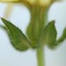 Helminthotheca echioides (L.) HolubAsteraceae - Picris fausse vi