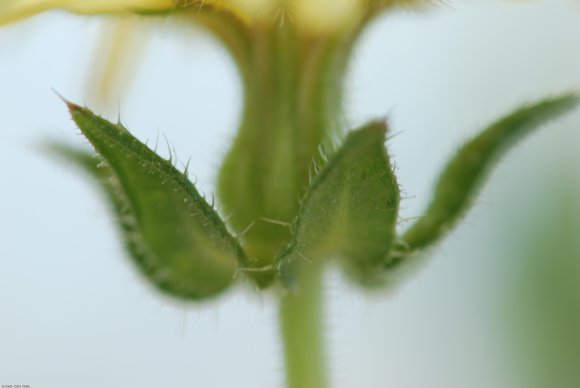 Helminthotheca echioides (L.) HolubAsteraceae - Picris fausse vi