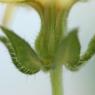 Helminthotheca echioides (L.) HolubAsteraceae - Picris fausse vi