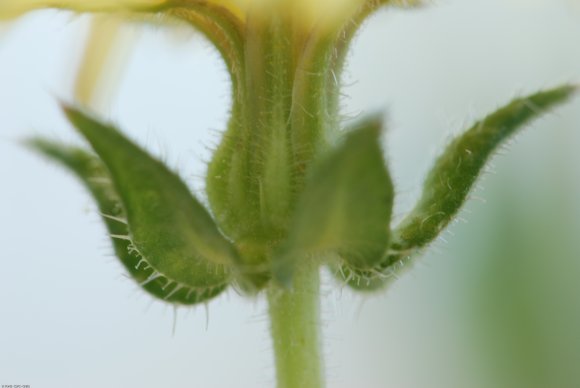 Helminthotheca echioides (L.) HolubAsteraceae - Picris fausse vi