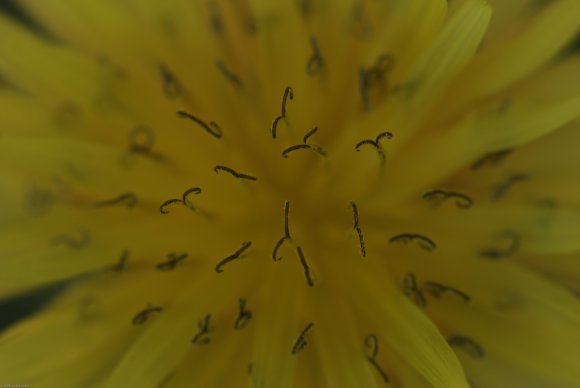 Helminthotheca echioides (L.) HolubAsteraceae - Picris fausse vi