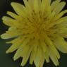 Helminthotheca echioides (L.) HolubAsteraceae - Picris fausse vi