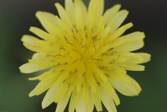 Helminthotheca echioides (L.) HolubAsteraceae - Picris fausse vi