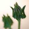 Helminthotheca echioides (L.) HolubAsteraceae - Picris fausse vi