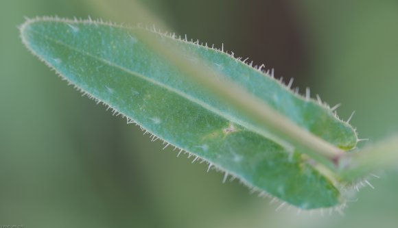 Helminthotheca echioides (L.) HolubAsteraceae - Picris fausse vi