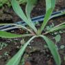 Helminthotheca echioides (L.) HolubAsteraceae - Picris fausse vi