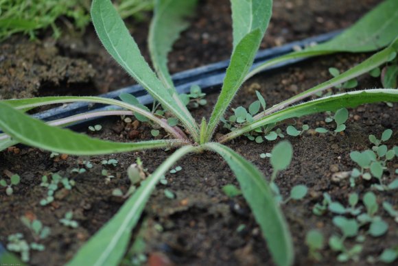 Helminthotheca echioides (L.) HolubAsteraceae - Picris fausse vi