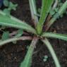 Helminthotheca echioides (L.) HolubAsteraceae - Picris fausse vi