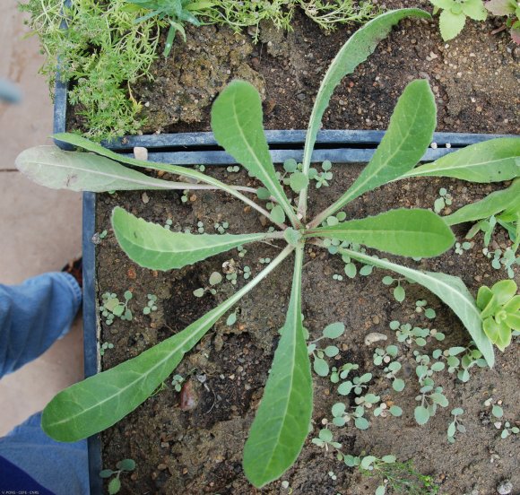 Helminthotheca echioides (L.) HolubAsteraceae - Picris fausse vi