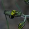 Hieracium bifidum Kit. Asteraceae - Epervière bifide