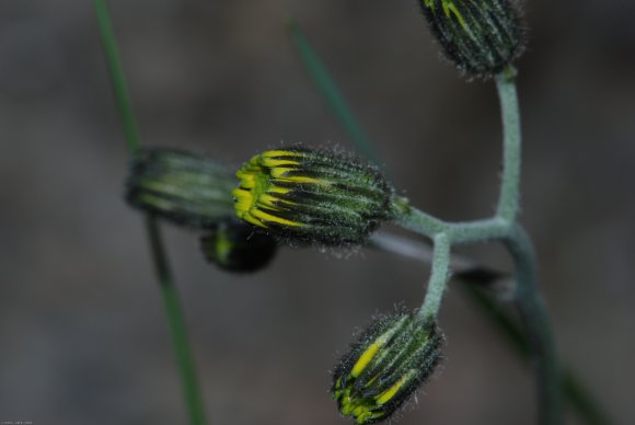 Hieracium bifidum Kit. Asteraceae - Epervière bifide