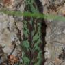 Hieracium bifidum Kit. Asteraceae - Epervière bifide