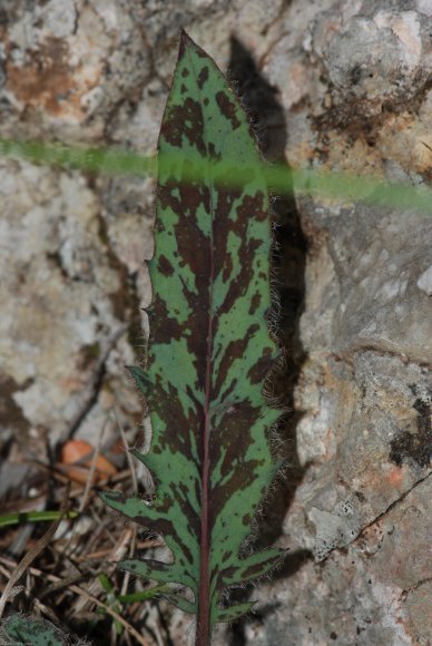 Hieracium bifidum Kit. Asteraceae - Epervière bifide