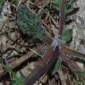 Hieracium bifidum Kit. Asteraceae - Epervière bifide