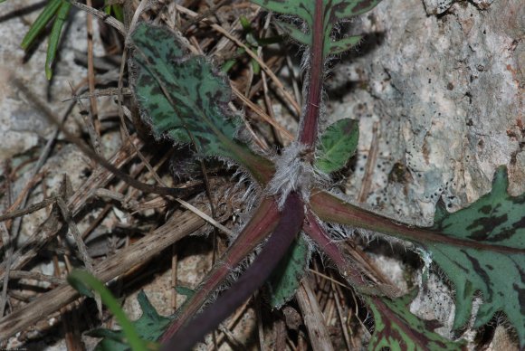 Hieracium bifidum Kit. Asteraceae - Epervière bifide