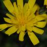 Hieracium bifidum Kit. Asteraceae - Epervière bifide