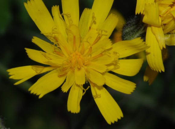 Hieracium bifidum Kit. Asteraceae - Epervière bifide