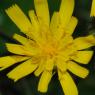 Hieracium bifidum Kit. Asteraceae - Epervière bifide