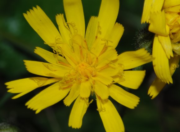 Hieracium bifidum Kit. Asteraceae - Epervière bifide