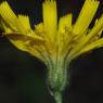 Hieracium bifidum Kit. Asteraceae - Epervière bifide