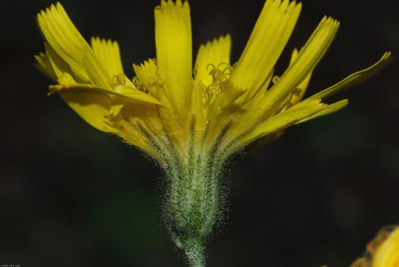 Hieracium bifidum Kit. Asteraceae - Epervière bifide