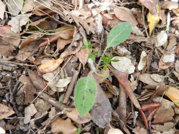 Hieracium glaucinum Jord. Asteraceae - Epervière bleuâtre