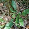 Hieracium pseudocerinthe (Gaudin) W.D.J.Koch Asteraceae - Epervi