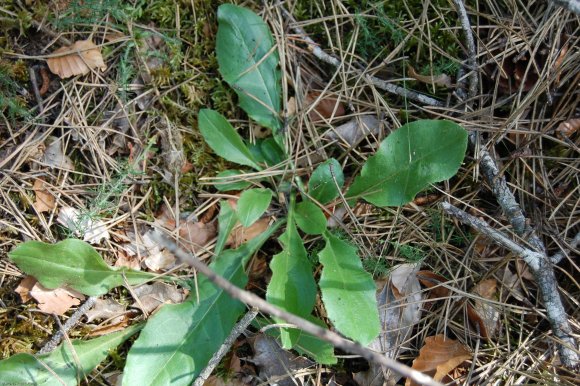 Hieracium pseudocerinthe (Gaudin) W.D.J.Koch Asteraceae - Epervi