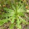 Hypochaeris radicata L. Asteraceae Porcelle enracinée