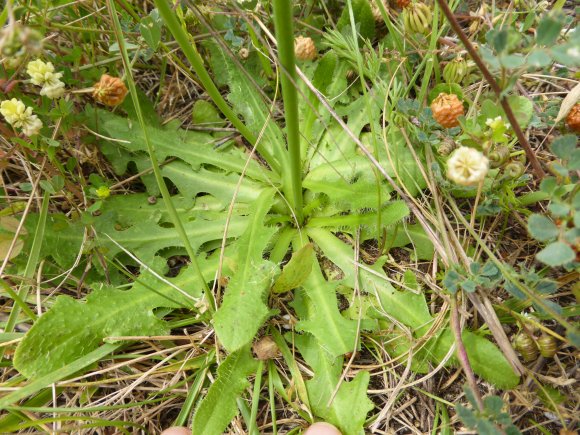 Hypochaeris radicata L. Asteraceae Porcelle enracinée