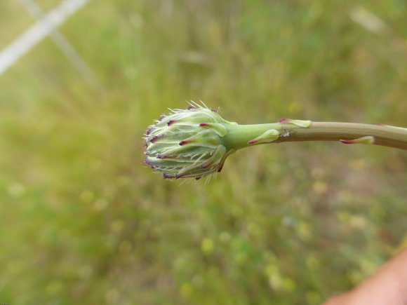 Hypochaeris radicata L. Asteraceae Porcelle enracinée