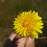 Hypochaeris radicata L. Asteraceae Porcelle enracinée