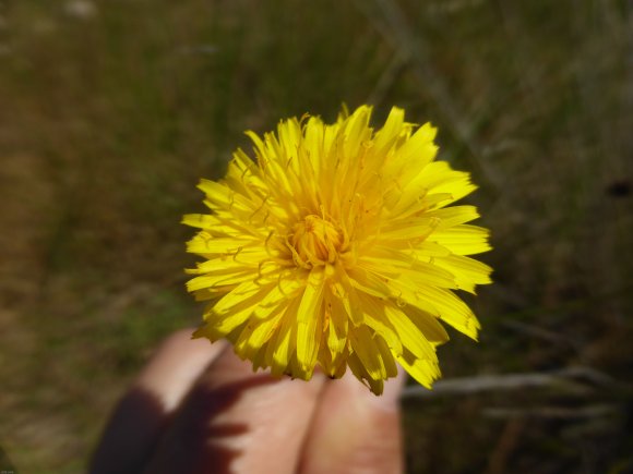 Hypochaeris radicata L. Asteraceae Porcelle enracinée