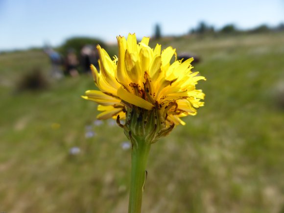 Hypochaeris radicata L. Asteraceae Porcelle enracinée