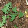 Lactuca muralis (L.) Gaertn. Asteraceae  - Laitue des murailles