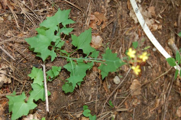 Lactuca muralis (L.) Gaertn. Asteraceae  - Laitue des murailles