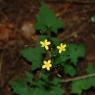 Lactuca muralis (L.) Gaertn. Asteraceae  - Laitue des murailles